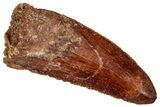 Bargain, Raptor Tooth - Real Dinosaur Tooth #332919-1